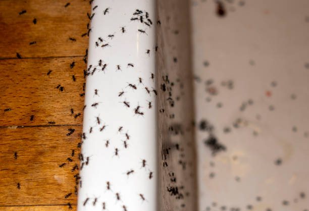 Best Spider Control Near Me  in Parker, FL
